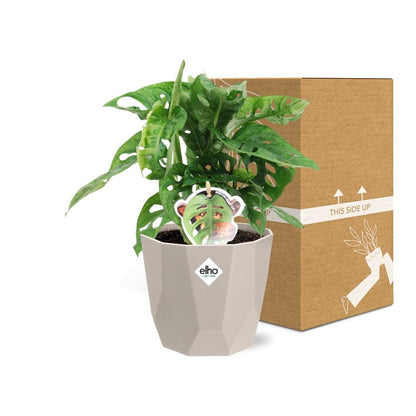 Kamerplant - Monstera 'Monkey Leaf' - Pot Ø 14cm