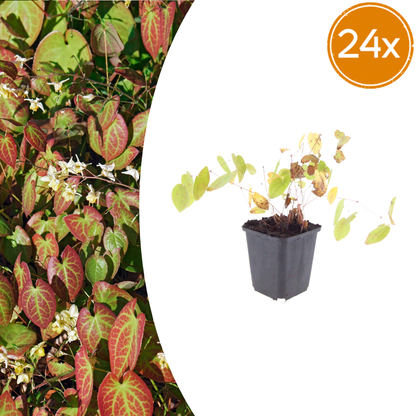 Buitenplant 24x Epimedium y. 'Niveum' - Pot Ø 9cm Hoogte ↕ 10-25cm