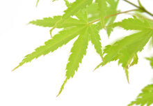Buitenplant - Acer palmatum 'Anne Irene' - Pot Ø 19cm Hoogte ↕ 40cm
