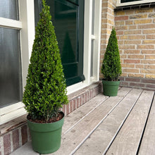 Buitenplant - Ilex Piramide - Pot Ø 21cm Hoogte ↕ 55cm