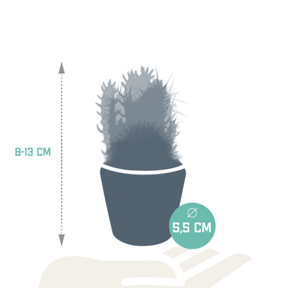 Kamerplant 5x Cactus mix - in Mexicaanse pot - Pot Ø 5.5cm