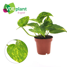 Kamerplant - Epipremnum Aureum - Pot Ø 12cm Hoogte ↕ 25cm
