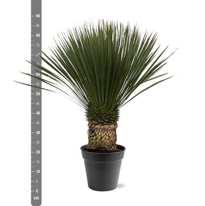 Buitenplant - Yucca Rostrata - Pot Ø 38cm Hoogte ↕ 80-100cm