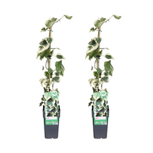 Buitenplant 2x Hedera colchica 'Dentata Variegata' - Klimplant - Pot Ø 15cm Hoogte ↕ 65cm