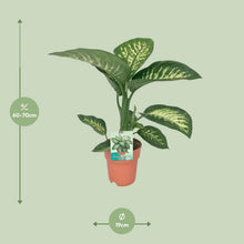 Kamerplant - Dieffenbachia Seguine 'Tropic Snow' - Pot Ø 19cm Hoogte ↕ 70cm