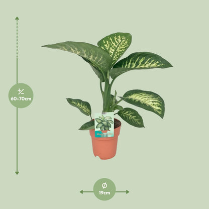 Kamerplant - Dieffenbachia Seguine 'Tropic Snow' - Pot Ø 19cm Hoogte ↕ 70cm