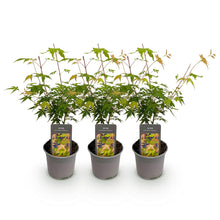 Buitenplant 3x Acer palmatum Katsura - Bladverliezend - Pot Ø 12cm Hoogte ↕ 35cm