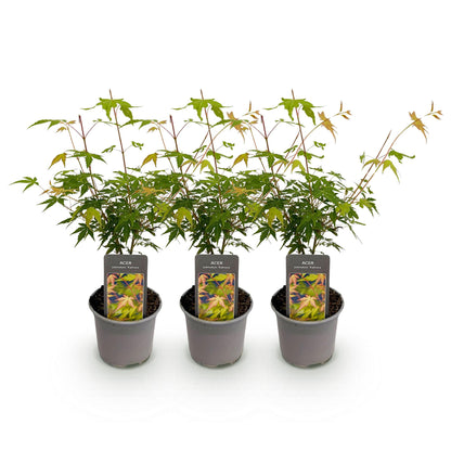 Buitenplant 3x Acer palmatum Katsura - Bladverliezend - Pot Ø 12cm Hoogte ↕ 35cm