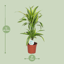 Kamerplant - Dracaena Lemon Lime - Pot Ø 17cm Hoogte ↕ 65cm