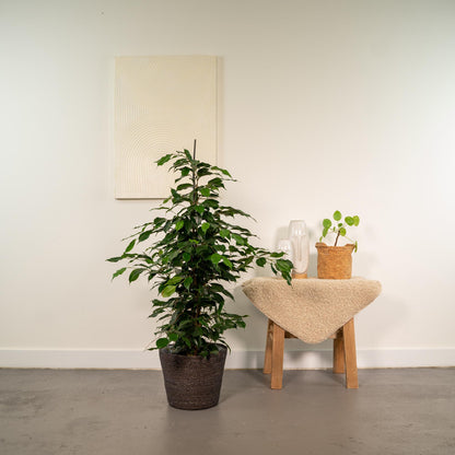 Kamerplant - Ficus benjamina Danielle - Inclusief mand - Pot Ø 21cm Hoogte ↕ 95cm
