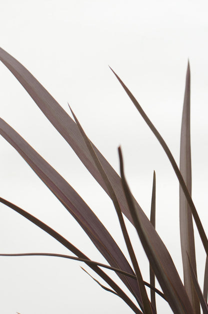 Buitenplant - Phormium 'Rubra Nana' - Pot Ø 14cm Hoogte ↕ 50cm