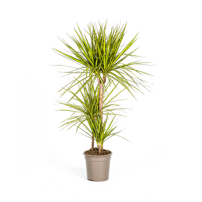 Kamerplant - Dracaena Marginata Sunray - Pot Ø 21cm Hoogte ↕ 100-110cm