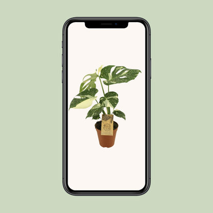 Kamerplant - Monstera Thai Constellation - Pot Ø 15cm Hoogte ↕ 50cm