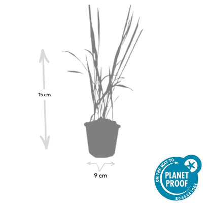 Buitenplant 24x Imperata cylindrica 'Red Baron' - Pot Ø 9cm Hoogte ↕ 10-25cm