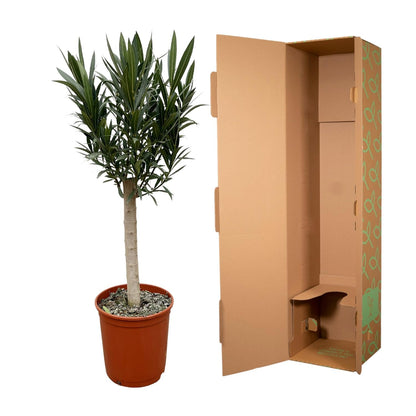 Buitenplant - Nerium Oleander op stam met rode bloem - Pot Ø 22cm Hoogte ↕ 110cm