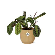 Kamerplant - Maranta Leuconeura 'Fascinator' Tricolor - Pot Ø 14cm