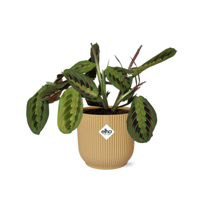 Kamerplant - Maranta Leuconeura 'Fascinator' Tricolor - Pot Ø 14cm