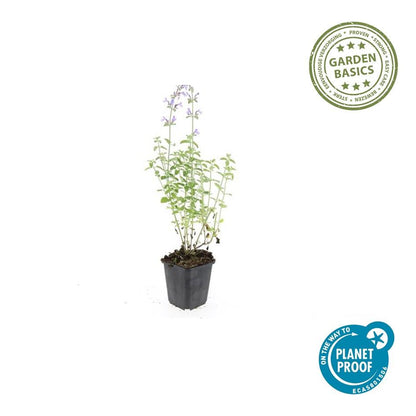 Buitenplant 60x Nepeta 'Walker's Low' - Bloeiend - Pot Ø 9cm Hoogte ↕ 10-25cm