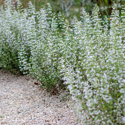 Buitenplant 48x Calamintha nepeta - Vaste plant - Pot Ø 9cm Hoogte ↕ 10-25cm