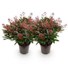 Buitenplant 2x Skimmia japonica Rubella - Bloeiend - Winterhard - Pot Ø 19cm Hoogte ↕ 60cm