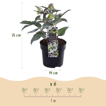 Buitenplant - Helleborus sternii 'Silver Dollar' - Bloeiend - Pot Ø 14cm Hoogte ↕ 35cm