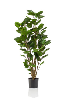 Kunstplant - Polyscias Aralia - Hoogte ↕ 105cm