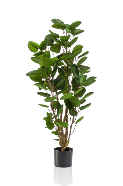 Kunstplant - Polyscias Aralia - Hoogte ↕ 105cm
