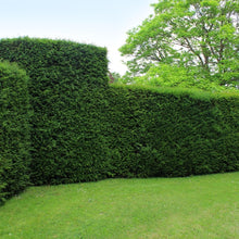 Buitenplant - Taxus Haagpakket 10 strekkende meter - Pot 12L Hoogte ↕ 100-125cm