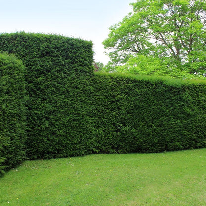 Buitenplant - Taxus Haagpakket 10 strekkende meter - Pot 12L Hoogte ↕ 100-125cm
