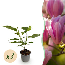 Buitenplant 3x Magnolia 'Heaven Scent' - Bloeiend - Pot Ø 12cm Hoogte ↕ 30cm