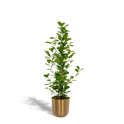 Kamerplant - Ficus microcarpa Moclame - Inclusief sierpot - Pot Ø 21cm Hoogte ↕ 95cm