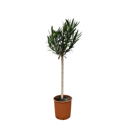 Buitenplant - Nerium Oleander op stam met rode bloem - Pot Ø 30cm Hoogte ↕ 170cm