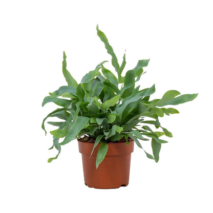 Kamerplant - Phlebodium Blue Star - Pot Ø 12cm Hoogte ↕ 32cm