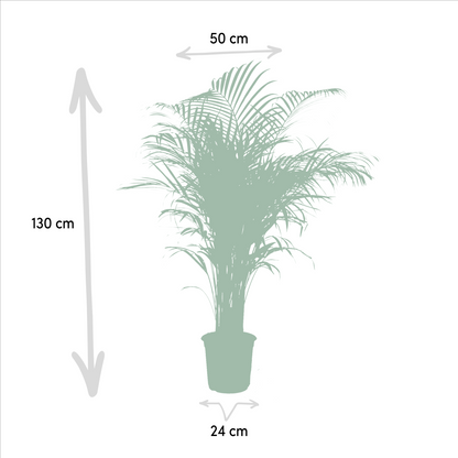 Kamerplant - Dypsis Lutescens (Areca Palm) - Hoogte ↕ 12-230cm