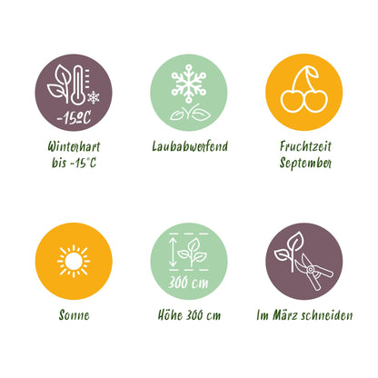 Buitenplant 2x Vitis vinifera 'Vanessa' & 'Himrod' - Pitloze druif - Pot Ø 15cm Hoogte ↕ 50cm