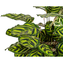 Kamerplant - Calathea Makoyana - Pot Ø 27cm Hoogte ↕ 60-80cm
