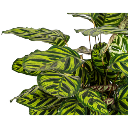 Kamerplant - Calathea Makoyana - Pot Ø 27cm Hoogte ↕ 60-80cm