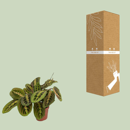 Kamerplant - Maranta Fascinator (Pijlwortel) - Pot Ø 12cm Hoogte ↕ 20cm