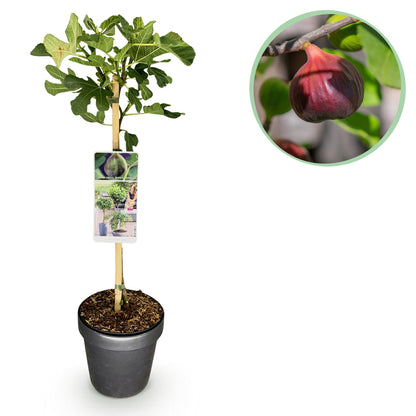 Buitenplant - Ficus carica 'Brown Turkey' op stam - Winterhard - Pot Ø 19cm Hoogte ↕ 90cm
