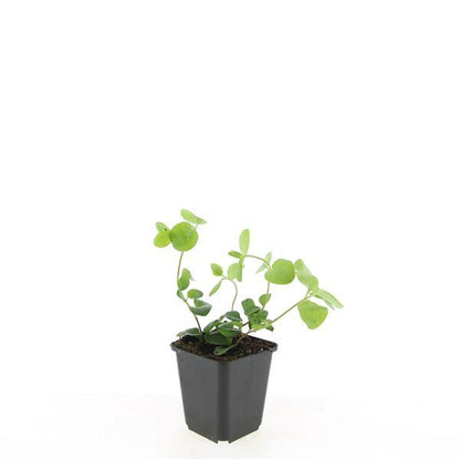 Buitenplant 24x Vinca major - Pot Ø 9cm Hoogte ↕ 10-25cm