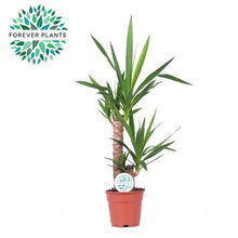 Kamerplant - Yucca - Pot Ø 17cm Hoogte ↕ 85cm