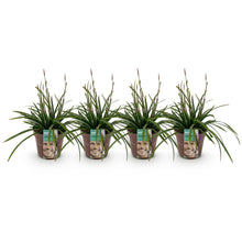 Buitenplant 4x Carex morrowii 'Irish Green' - Bladhoudend - Pot Ø 17cm Hoogte ↕ 50cm