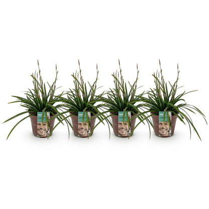 Buitenplant 4x Carex morrowii 'Irish Green' - Bladhoudend - Pot Ø 17cm Hoogte ↕ 50cm