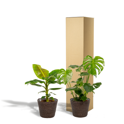 Kamerplant - Monstera Deliciosa ↕75cm + Musa Dwarf Cavendish ↕90cm + Mand Igmar