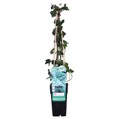 Buitenplant - Hedera hibernica - Klimplant - Pot Ø 15cm Hoogte ↕ 65cm