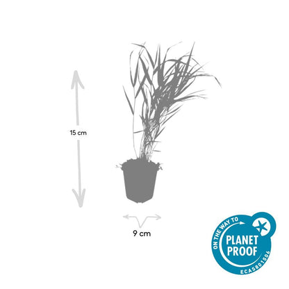 Buitenplant 24x Hakonechloa macra - Pot Ø 9cm Hoogte ↕ 10-25cm