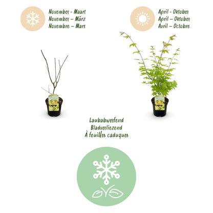 Buitenplant - Acer palmatum 'Summergold' - Japanse Esdoorn - Pot Ø 19cm Hoogte ↕ 70cm