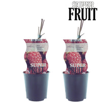 Buitenplant 2x Rubus Tayberry (Taybes) - Pot Ø 12cm Hoogte ↕ 30cm