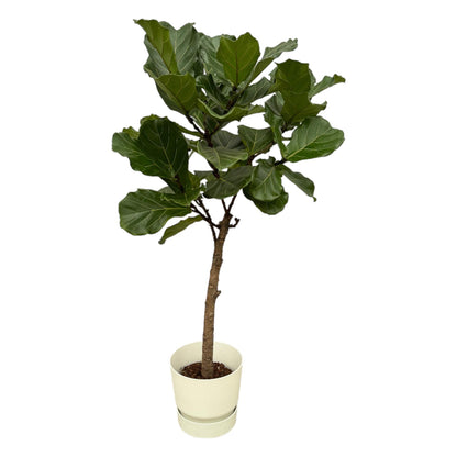 XL Kamerplant - Ficus Lyrata stam - Pot Ø 30cm Hoogte ↕ 160cm