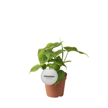 Kamerplant - Philodendron Peru - Pot Ø 12cm Hoogte ↕ 30cm
